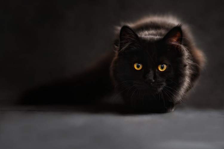kara kedinin kovaladığını görmek