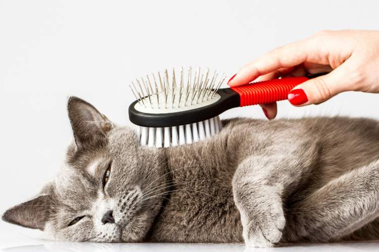 kedi tüyü temizlemek