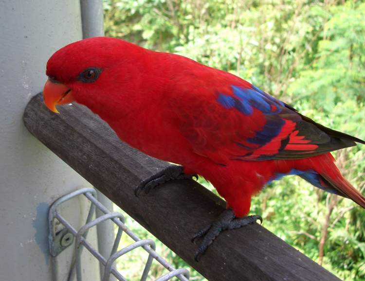 kırmızı papağan yakalamak