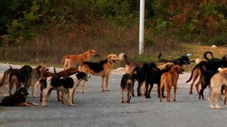 Rüyada Köpek Sürüsünden Saklanmak - ruyandagor.com