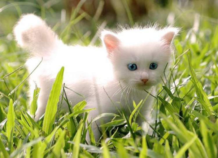 küçük beyaz kedi yavrusu görmek