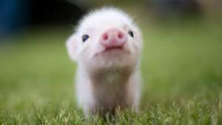 küçük domuz yavrusu görmek