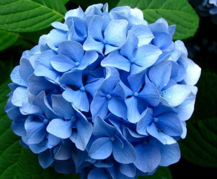 mavi ortanca çiçeği görmek