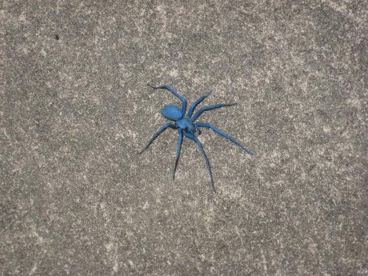 mavi örümcek öldürmek