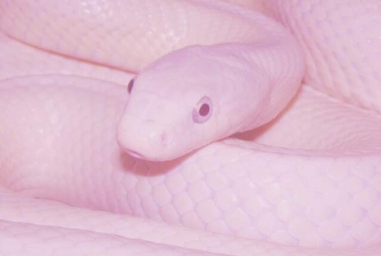 pembe renkli yılan görmek