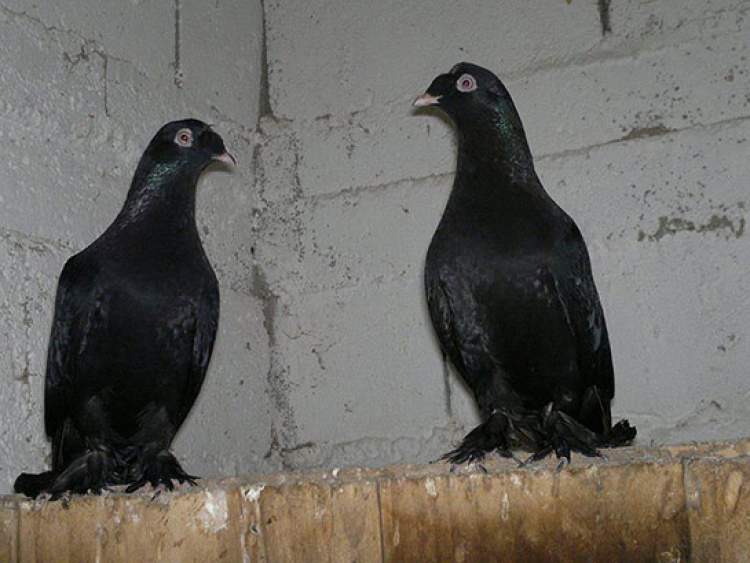 siyah güvercin yumurtası görmek