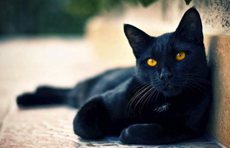 siyah kedinin saldırdığını görmek
