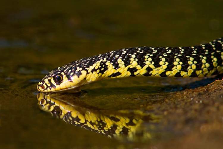 siyah sarı benekli yılan görmek