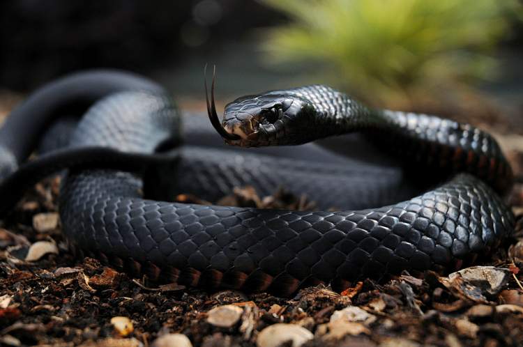 siyah uzun yılan öldürmek