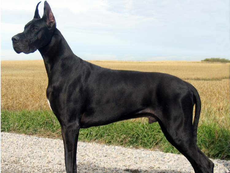 siyah ve büyük köpek görmek