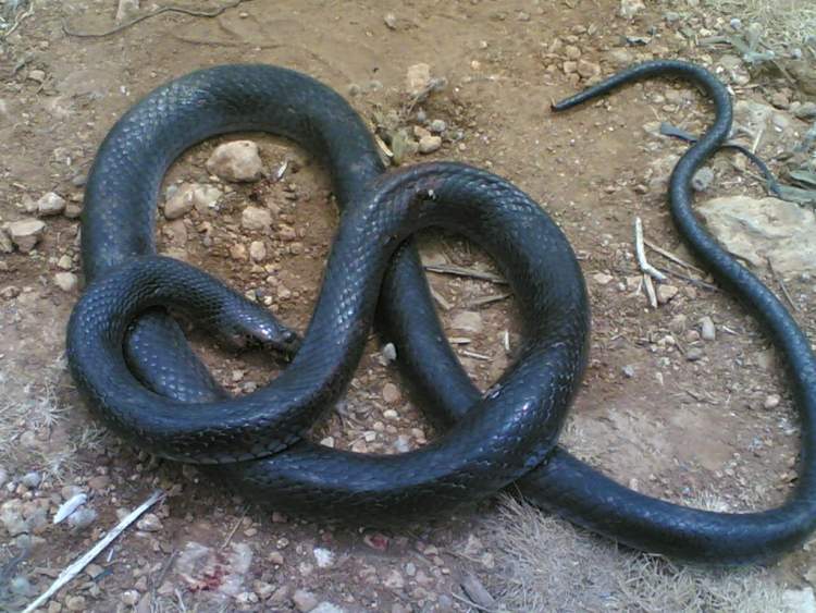 toprakta siyah yılan görmek