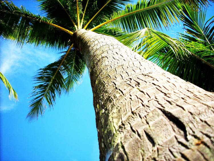 uzun palmiye ağacı görmek