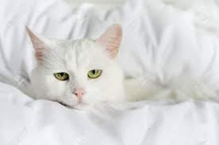 yatakta beyaz kedi görmek