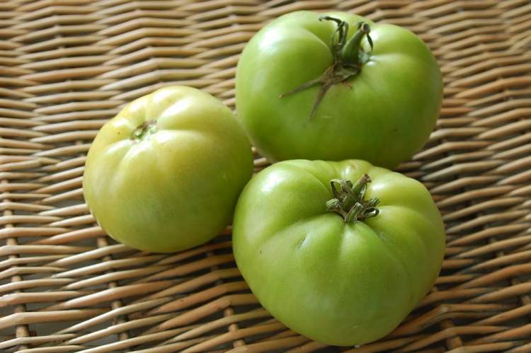yeşil domates almak