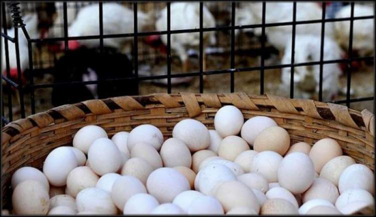 Rüyada Beyaz Tavuk Yumurtası Toplamak - ruyandagor.com