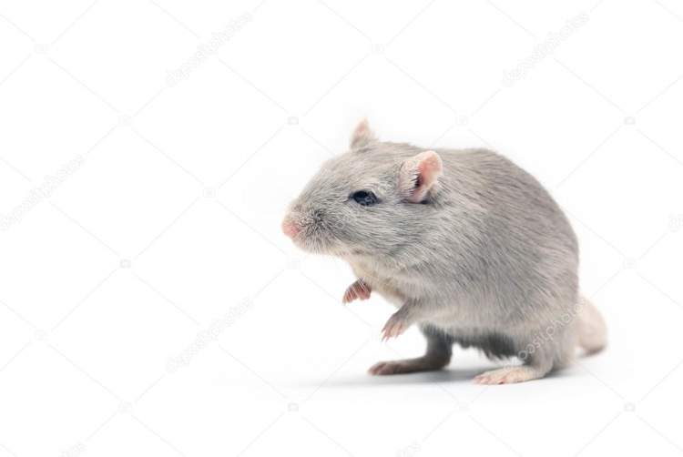 gri beyaz fare görmek