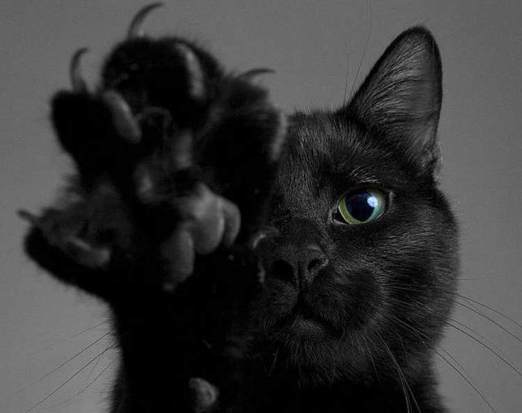 kara kedi sevmek görmek