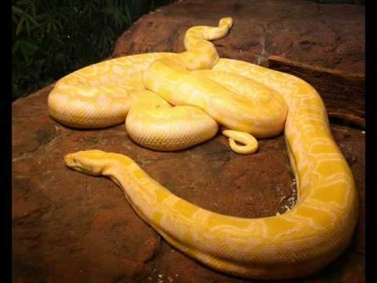 tarlada sarı yılan görmek