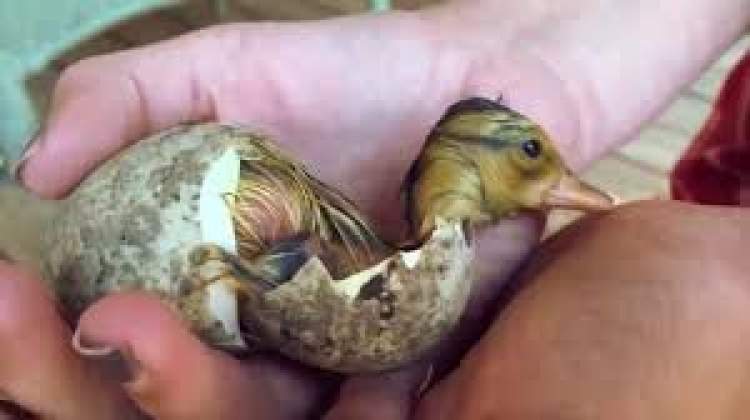 yumurtadan ördek çıkması